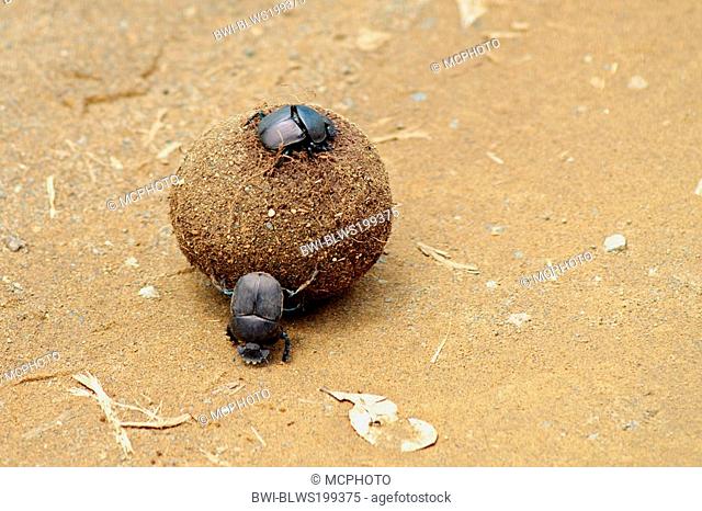 Dung Beetles Rolling Elephant Dung, South Africa