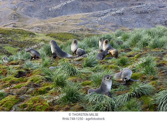 Antarctic fur seals Arctocephalus gazella, Husvik Island, Antarctic, Polar Regions