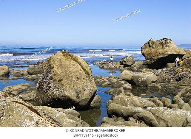 Tide pools with starfish and sea anemones, Pacific Coast, Olympic National Park, Washington, USA