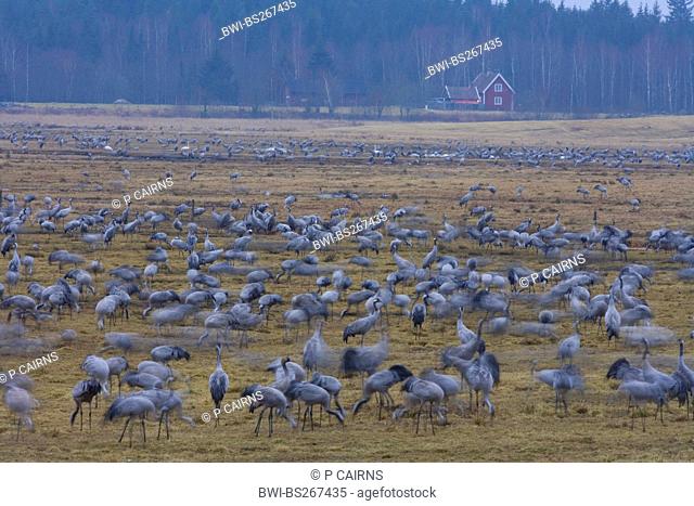 common crane Grus grus, flock searching food at dawn, Sweden, Hornborga