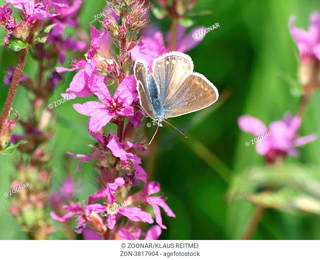 Hauhechel-Bläuling, Gemeiner Bläuling - Weibchen / Polyommatus icarus / Common blue - female