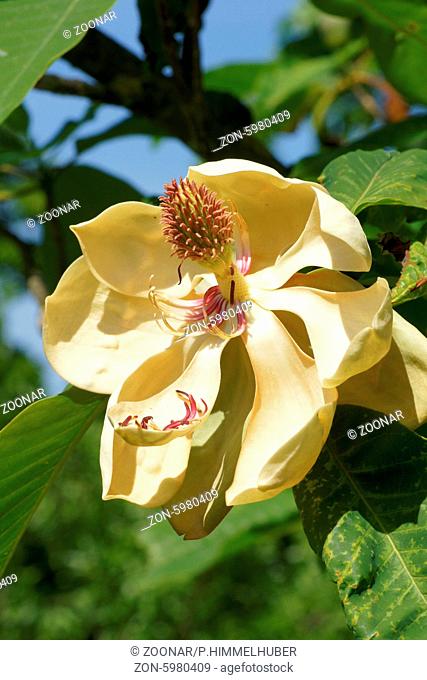 Magnolia obovata, Japanische GroßŸblatt-Magnolie, Japanese bigleaf magnolia