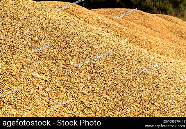 mixed different types of grains and peas after harvest, for feeding livestock