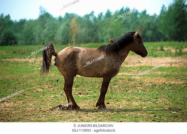 Konic - stallion dropping horse dung
