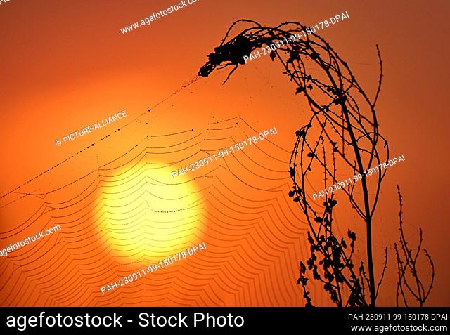 11 September 2023, Brandenburg, Beeskow: Tiny dew droplets hang in a spider web in the sunrise over a meadow. Photo: Patrick Pleul/dpa