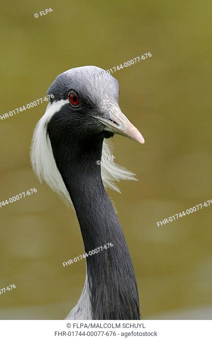 Demoiselle Crane Anthropoides virgo adult, close-up of head and neck, captive