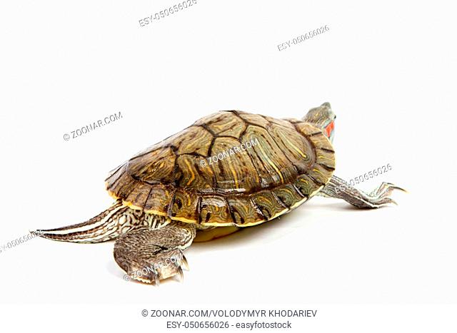 Funny green turtle on parade or walking around isolated on a white background