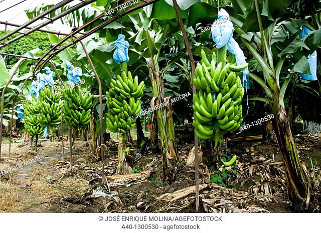 Guatemala. Izabal. Banana plantation