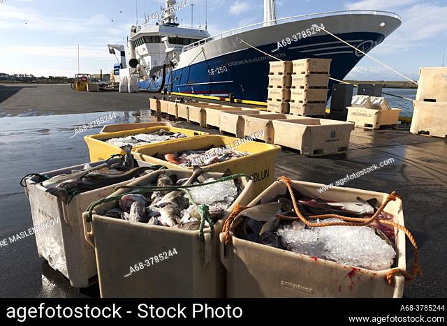 Unloading of freshly caught fish in the town of Höfn, Iceland. The fish factory next door takes care of the fish directly