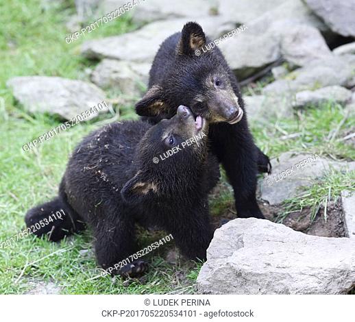 Two cubs of American black bear (Ursus americanus) enjoy fresh air in their enclosure in zoo Olomouc, Czech Republic, May 22, 2017
