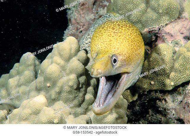 Menacing yellowhead moray eel