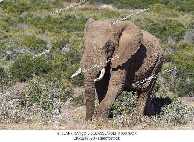African bush elephant (Loxodonta africana), adult male, walking beside a dirt road, Addo Elephant National Park, Eastern Cape, South Africa, Africa