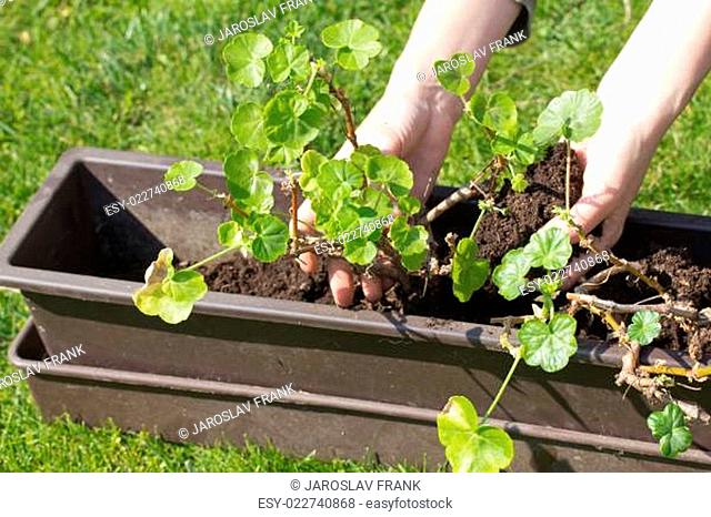 Transplanting geraniums in a pot
