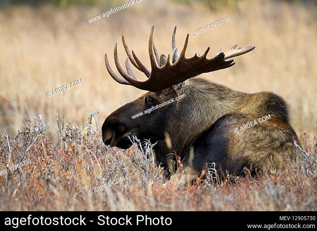 Alaska Moose laying in tundra grass - Bull moose laying in tundra grass - Alaska