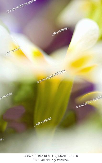 Auricula, Mountain Cowslip or Bear's Ear (Primula auricula), blurred