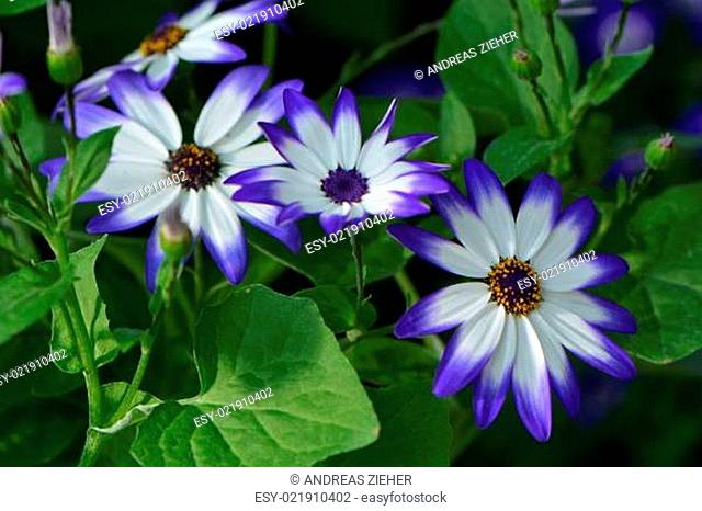 Blütenpracht in blau-weiß