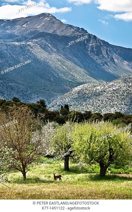 Spring time near Marmaketo on the Lasithi Plateau, with Mount Dikti in the background, eastern Crete, Greece