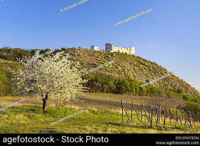 Spring landscape near Pavlov with Devicky ruins in Palava, Southern Moravia, Czech Republic
