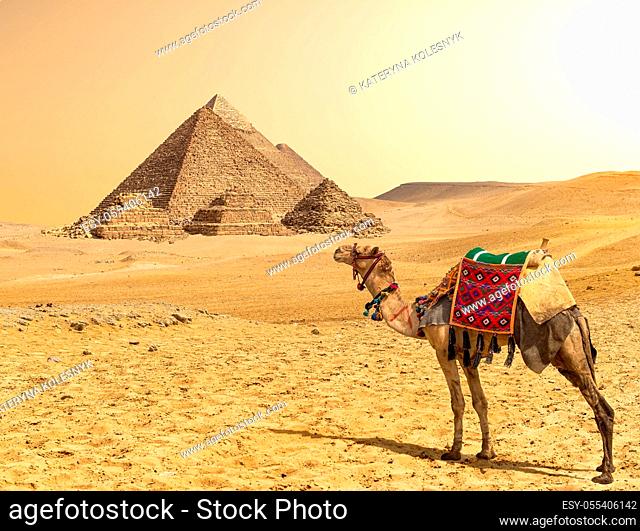 egypt, pyramids, camel