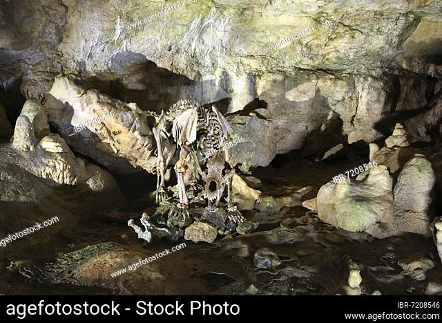 Skeleton of a bear, Bärenhöhle, Karlshöhle, Erpfinger Höhle, stalactite cave, white Jurassic limestone, Sonnenbühl-Erpfingen, Baden-Württemberg, Germany, Europe
