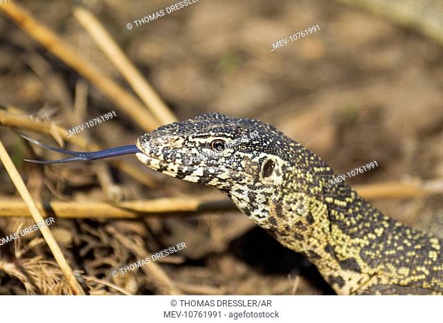 Nile Monitor - showing its forked tongue which has highly developed olfactory (sense of smell) properties (Varanus niloticus)