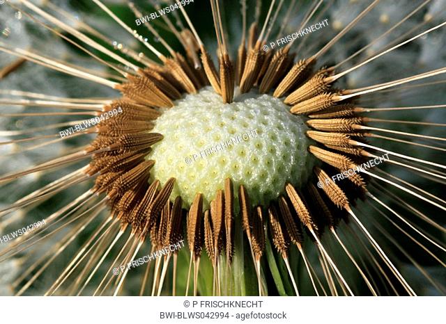 common dandelion Taraxacum officinale, close-up view of the infructescence