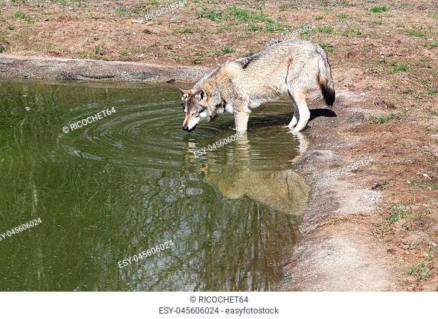 Wolf drinking water in the nature