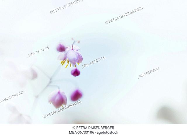 small blossoms, close-up - pastel colours, soft and romantical
