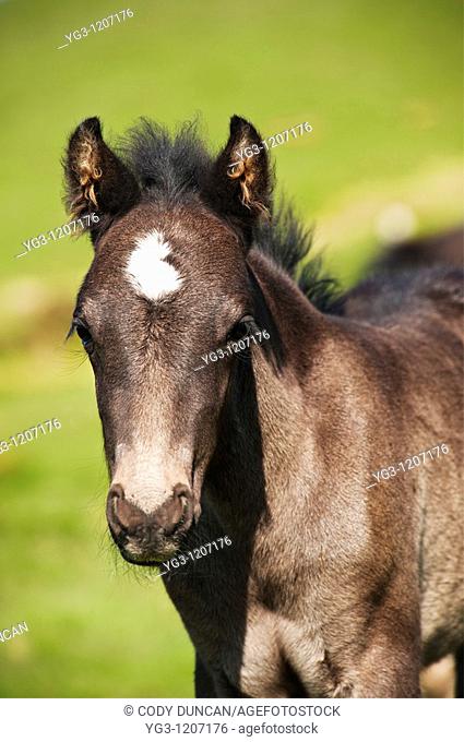 Portrait of Welsh mountain pony foal, Hay Bluff, Wales