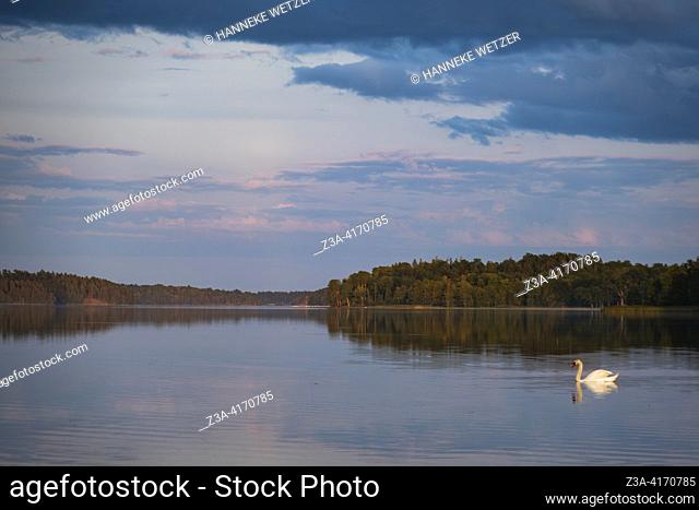 Swan floating in the St. Anna Archipelago, Söderköping, Sweden