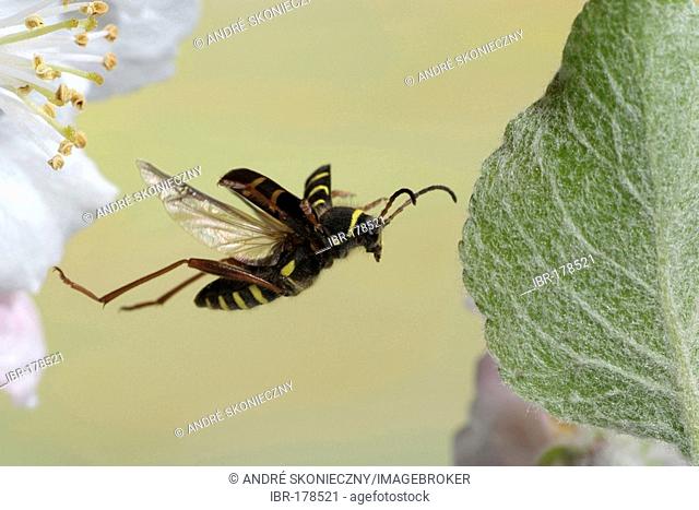 Wasp Beetle ( Clytus arietis)
