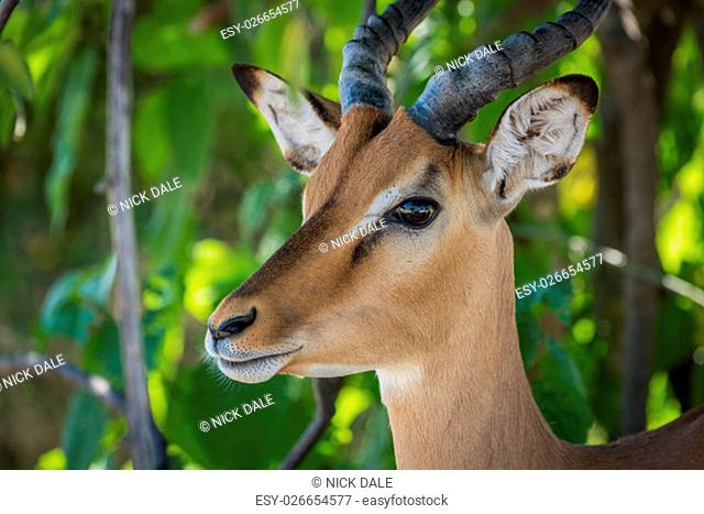 Close-up of male impala head in bushes