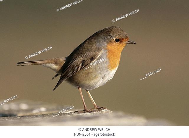 Inquisitive robin Erithacus rubeculain winter sunshine