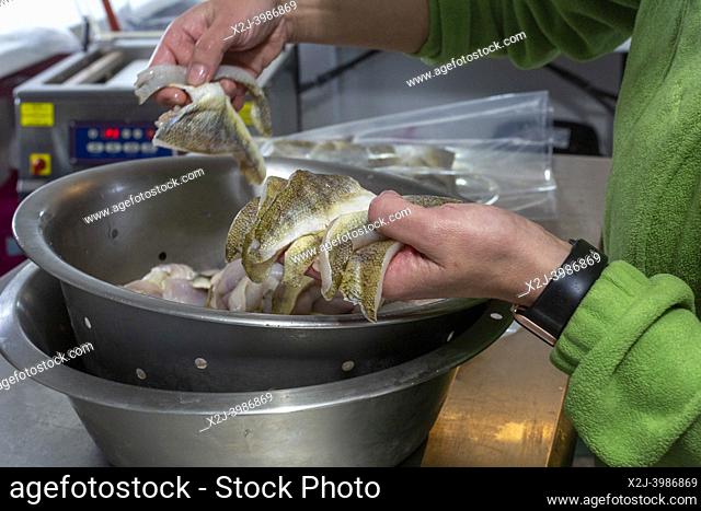 Bay Port, Michigan - A worker processes perch at the Bay Port Fish Company. The company is located on the shore of Lake Huron's Saginaw Bay
