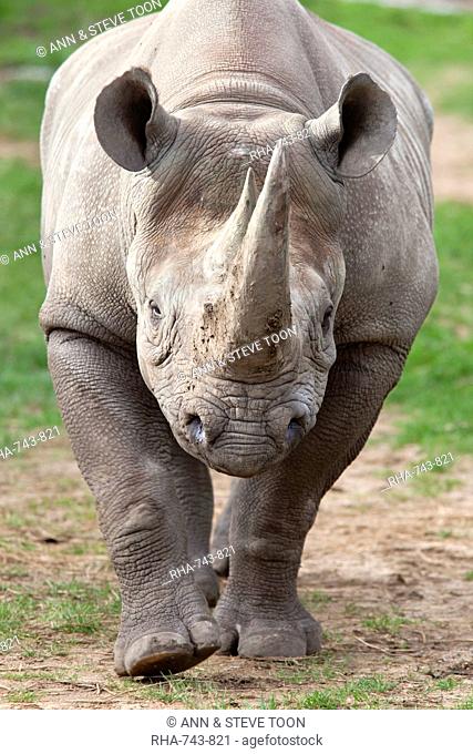 Black rhino Diceros bicornis, captive, native to Africa