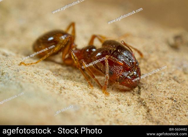 Mediterranean dimorphic ant (Pheidole pallidula) adult, large-headed worker, box chewing seeds to feed the colony, Ile St