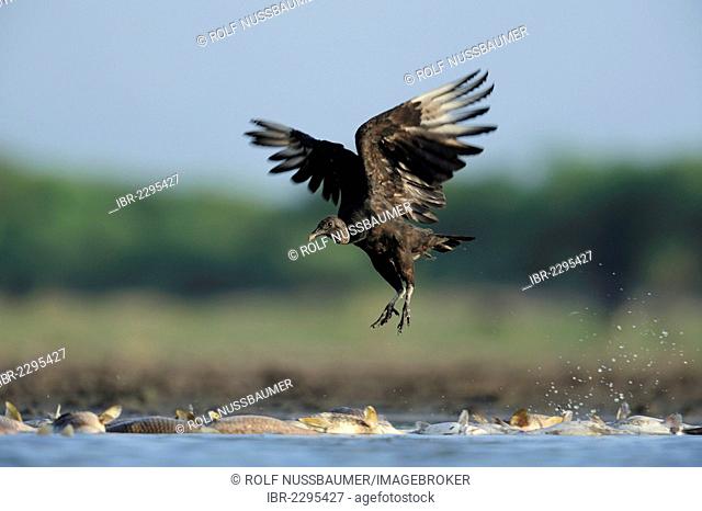 Black Vulture (Coragyps atratus), adult taking off from dead fish, Dinero, Lake Corpus Christi, South Texas, USA