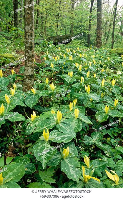Yellow Trillium (Trillium luteum) in Chimney Area. Great Smoky Mountains National Park. Tennessee, USA