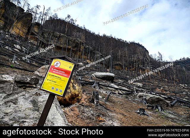 PRODUCTION - 17 May 2023, Czech Republic, Hrensko: View from the hiking trail at the Prebisch Gate of the charred trees in Bohemian Switzerland after the forest...