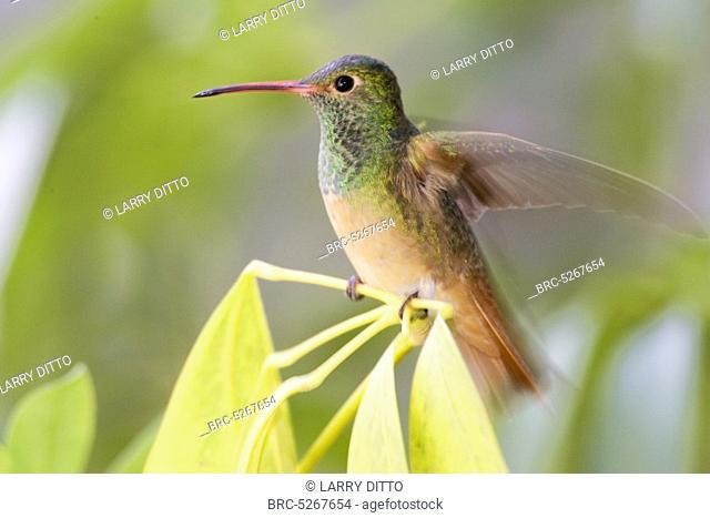 , Buff, bellied Hummingbird Amazilia yucatanensis stretching wings while resting, s Texas