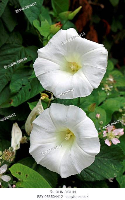 Two hedge bindweed (Calystegia sepium) or bellbind white flowers in the centre surrounded by bramble flowers and leaves