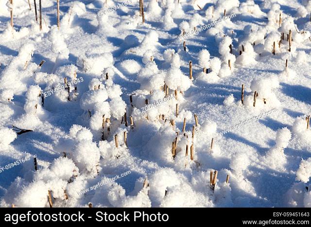 snow photographed in the winter season, which appeared after a snowfall, close-up