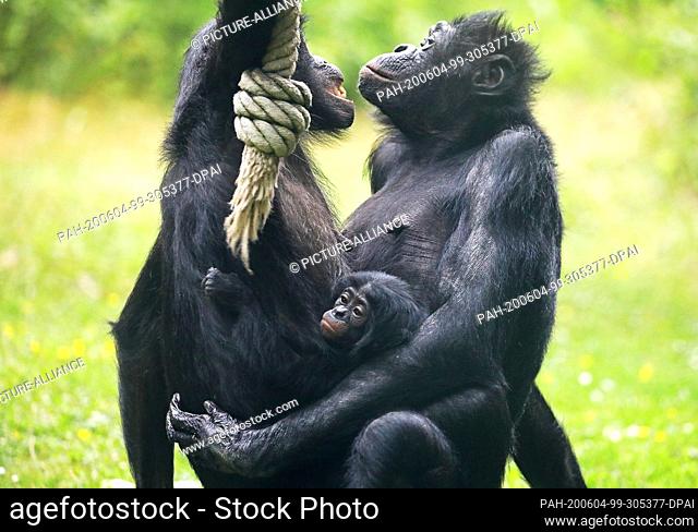 04 June 2020, North Rhine-Westphalia, Cologne: The bonobo kitten ""Balina"" hangs on the belly of its mother ""Binti"" (l)
