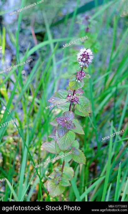The water mint with blossom (Mentha aquatica) on the edge of the pond