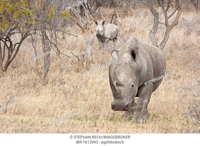 White Rhinoceros or Square-lipped rhinoceros (Ceratotherium simum), Tshukudu Game Lodge, Hoedspruit, Greater Kruger National Park, Limpopo Province