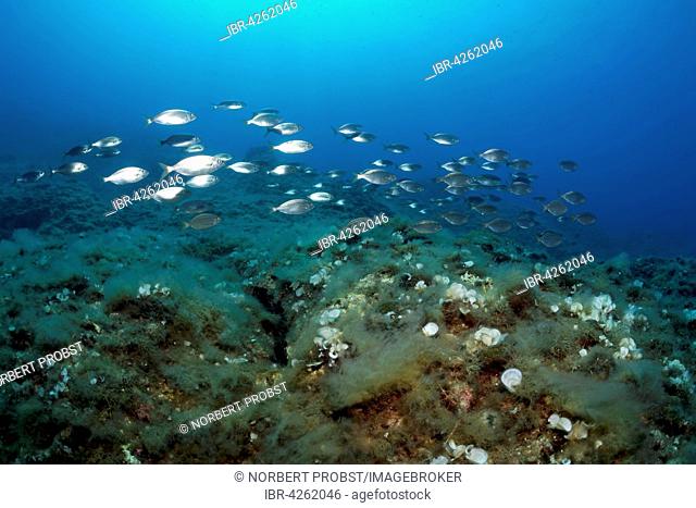 Goldlines (Sarpa salpa), shoal swimming over reef, island Corfu, Ionian Islands, Mediterranean Sea, Greece