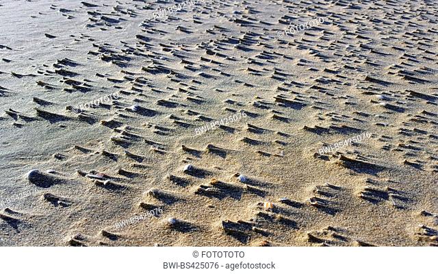 seashells on the sandy North Sea beach, Netherlands