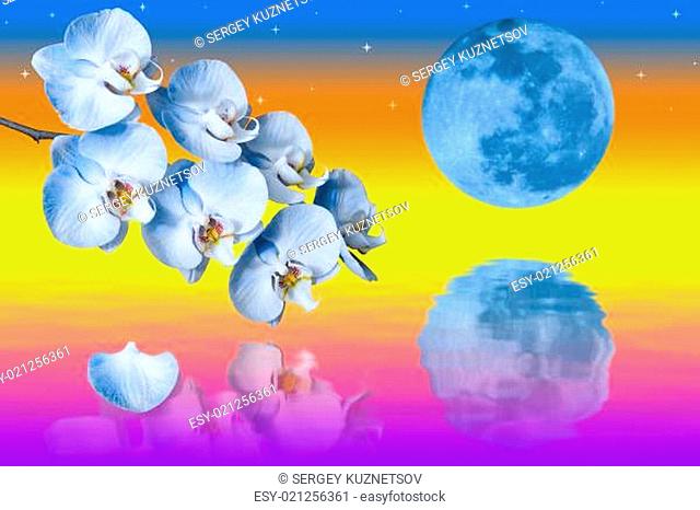 Big blue moon and branch of the orchids flowers