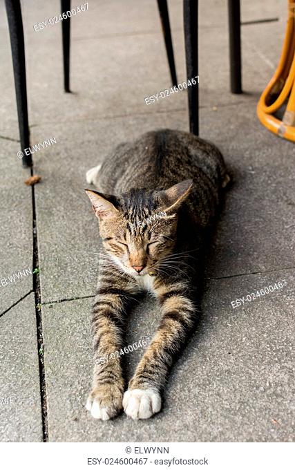 Tabby cat lying under the table to rest in the cat village of Houtong, Taiwan