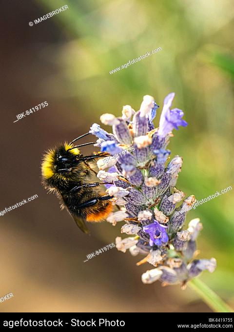 Red-tailed Bumblebee, Bombus lapidarius on lavender flowers